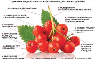 Калина: польза и вред для здоровья