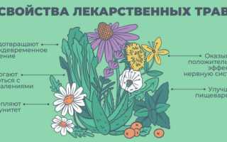 Лучшие целебные травы от простуды — свойства, рецепты и применение