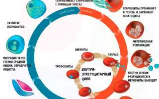 Тип споровики малярийный плазмодий