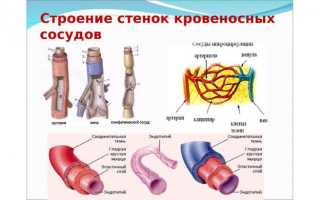 При расширении сосудов давление повышается или понижается