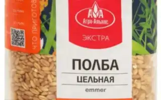 Полба — современный суперфуд с  доисторическим прошлым