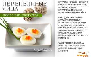 Перепелиные яйца — чем полезны для здоровья и как их есть правильно?