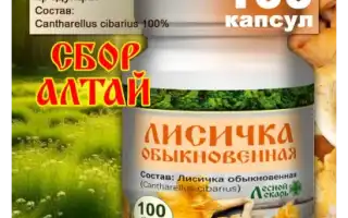 Лечебные грибы лисички — уникальное лекарство и  ваш лесной доктор и целитель