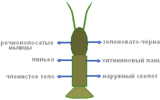 Что у раков в голове белое длинное