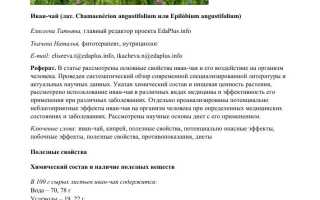 Лечебные свойства иван-чая — способы применения и рецепты заготовки