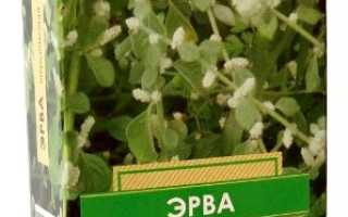 Эрва шерстистая —  исцеляющая трава и уникальный природный лекарь