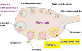 Старое желтое тело с прошлого цикла: почему и что делать
