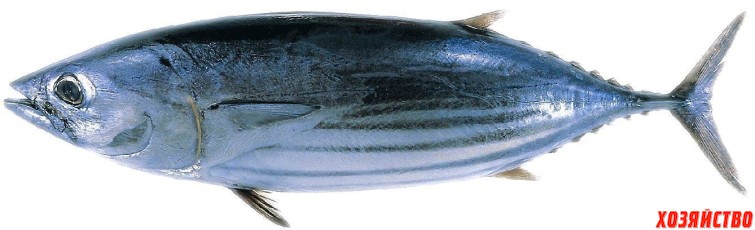 2. Тунец.jpg