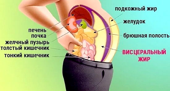 висцеральный жир причины 